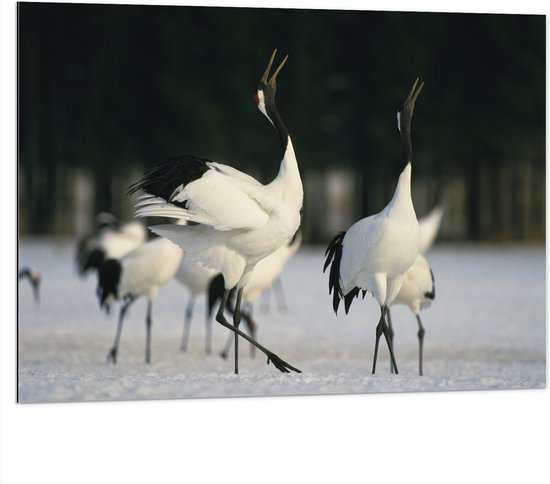 Dibond - Fluitende Kraanvogels in landschap Vol met Sneeuw - 100x75 cm Foto op Aluminium (Met Ophangsysteem)