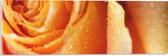 Acrylglas - Close-up van Regendruppels op Oranje Roos - 60x20 cm Foto op Acrylglas (Wanddecoratie op Acrylaat)