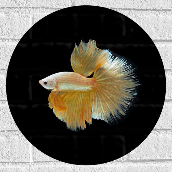 Muursticker Cirkel - Zijaanzicht van Goud- Gele Vis met Sierlijke Vinnen - 40x40 cm Foto op Muursticker