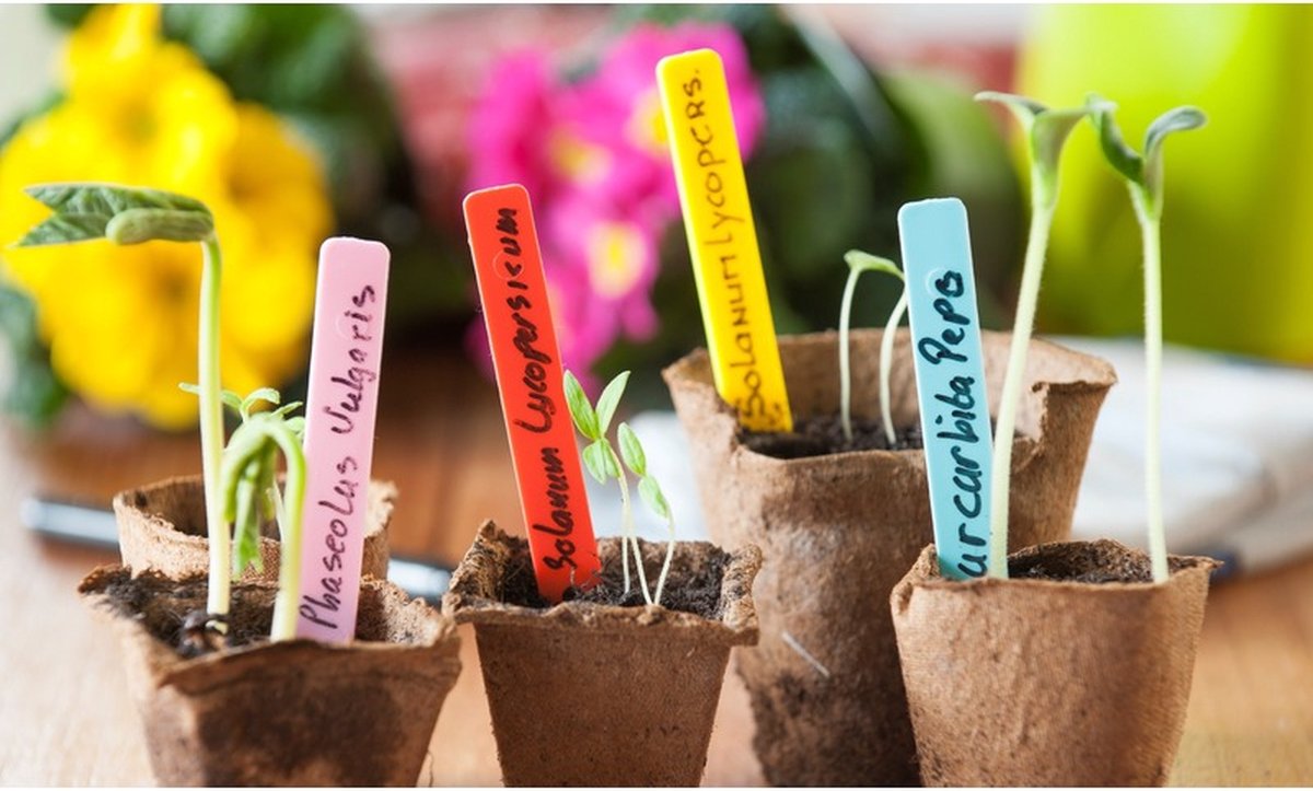 80Pièces Pot Plastique Plante Pots de Fleurs 10cm Potager Pot de