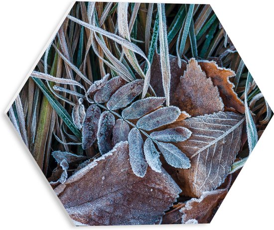 PVC Schuimplaat Hexagon - Planten - Bladeren - Vorst - Natuur - Groen - Bruin - 30x26.1 cm Foto op Hexagon (Met Ophangsysteem)