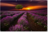 Muurdecoratie Prachtig lavendelveld op een donkere avond met zonsondergang - 180x120 cm - Tuinposter - Tuindoek - Buitenposter