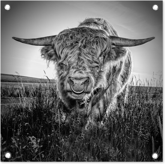 Close-up Scottish Highlander en affiche de jardin noir et blanc, toile lâche