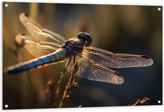 Foto: Tuinposter blauwe libel staat op bloem met gedetaileerde doorzichtige vleugels 120x80 cm foto op tuinposter wanddecoratie voor buiten en binnen 