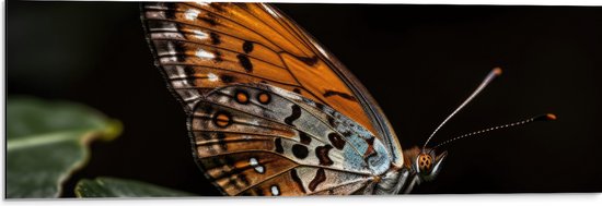 Dibond - Acraea vlinder zit op groen blad met zwarte achtergrond - 90x30 cm Foto op Aluminium (Wanddecoratie van metaal)