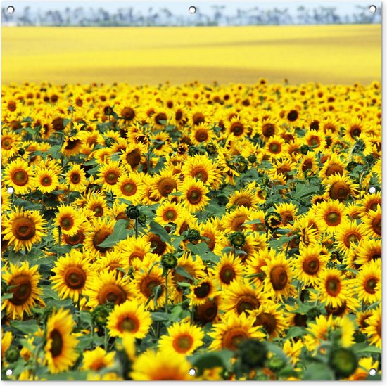 Tuinposter - Vlinder op lavendel bij zonsondergang - Bestel nu voordelig op