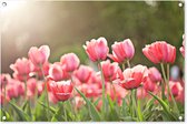 Affiche jardin - Tulipes - Jardin - Fleurs - Printemps - 90x60 cm - Peinture jardin - Toile jardin - Affiche extérieur