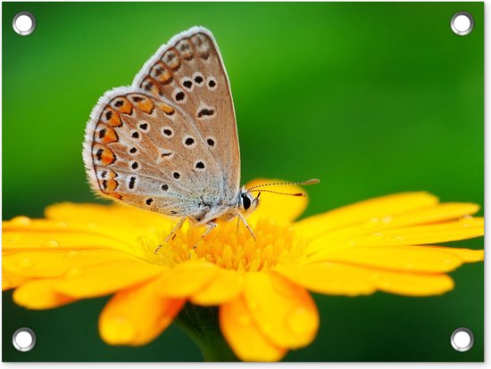Affiche de jardin - Papillons - Insectes - Bloem - Jaune - Toiles de jardin extérieur - 40x30 cm - Jardin