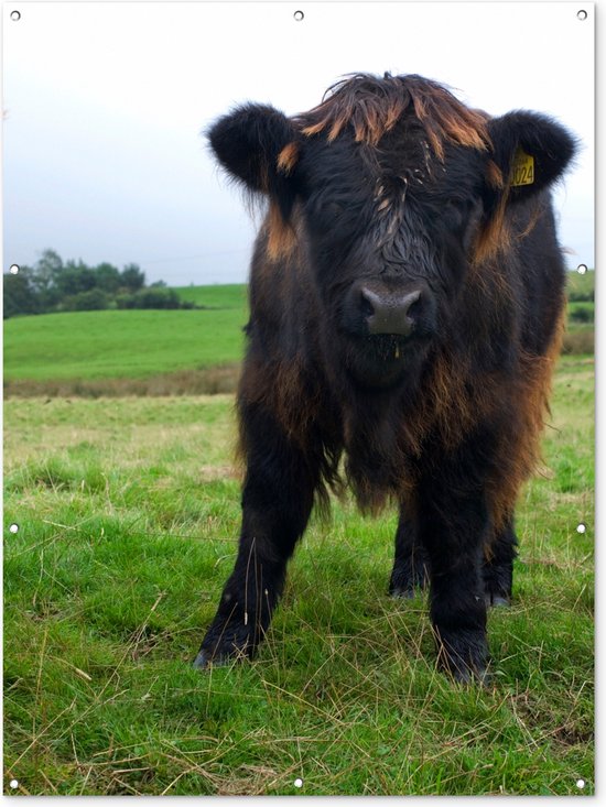 Credence Cuisine Vaches Highlander Écossais - Plaque Aluminium 90x60cm