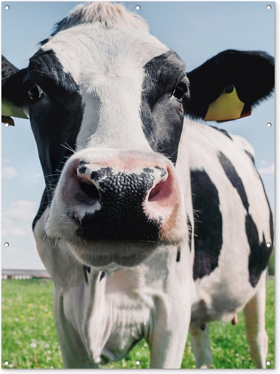 Décoration murale extérieure Vache - Pâturage - Nature - Animaux - Herbe - 120x160 cm - Toile jardin - Poster extérieur