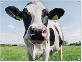 Tableau jardin Vache - Pâturage - Nature - Animaux - Herbe - 80x60 cm - Affiche jardin - Toile jardin - Affiche extérieur