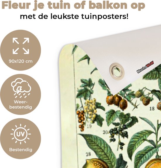 Affiche de jardin Fruit - Poire - Raisin - 90x120 cm