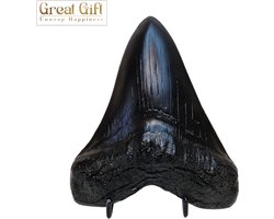 foto van GreatGift - Megalodon tand Zwart - 14CM groot - Enorme Haaientand - In luxe Geschenkverpakking - Replica