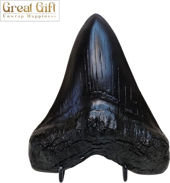 Foto: Greatgift megalodon tand zwart 14cm groot enorme haaientand in luxe geschenkverpakking replica