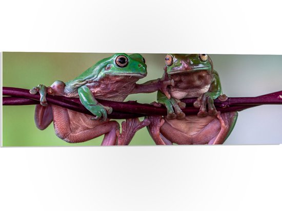PVC Schuimplaat- Groen paarse kikkers hangen aan een paarse tak - 90x30 cm Foto op PVC Schuimplaat