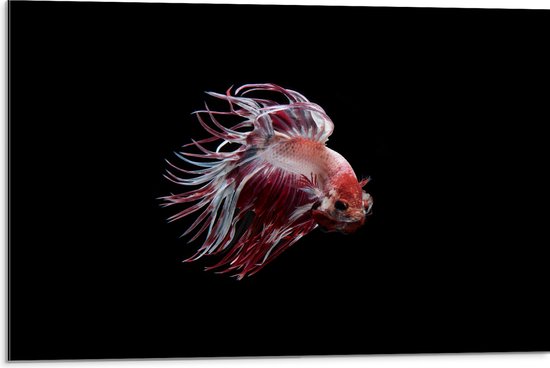 Dibond - Rode met Witte Vis met Dansende Vinnen - 75x50 cm Foto op Aluminium (Wanddecoratie van metaal)