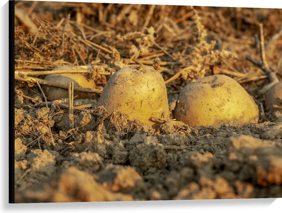 Canvas - Aardappels - Zand - Stro - Eten - 100x75 cm Foto op Canvas Schilderij (Wanddecoratie op Canvas)