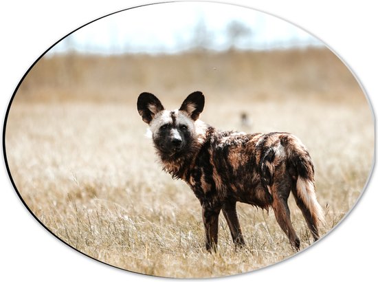 Dibond Ovaal - Omkijkende Hyena in het Droge Grasveld - 40x30 cm Foto op Ovaal (Met Ophangsysteem)