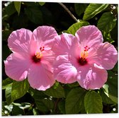 Tuinposter – Bloemen - Natuur - Roze - 80x80 cm Foto op Tuinposter (wanddecoratie voor buiten en binnen)