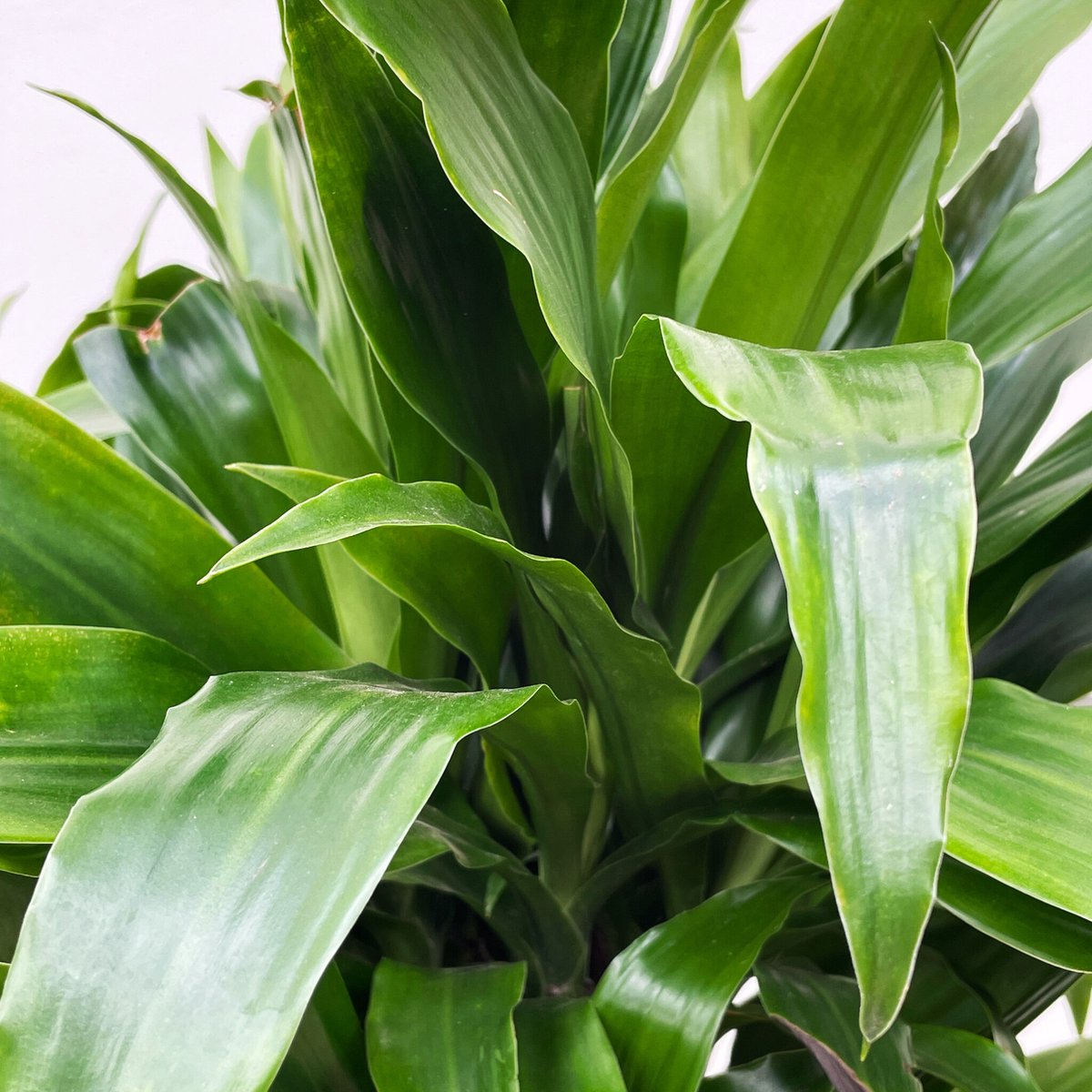 Dracaena Deremensis Janet Lind vertakt - 150cm