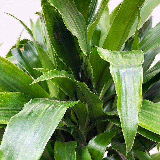 Dracaena Deremensis Janet Lind vertakt - 150cm