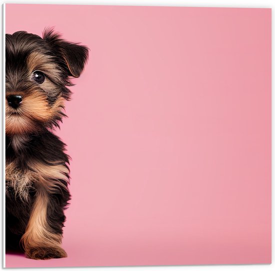 PVC Schuimplaat - Poserende Yorkisch Terrier Puppy in het Bruin met Zwart tegen Roze Achtergrond - 50x50 cm Foto op PVC Schuimplaat (Met Ophangsysteem)