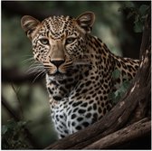 Poster (Mat) - Luipaard Schuilend achter Boomstronk - 80x80 cm Foto op Posterpapier met een Matte look