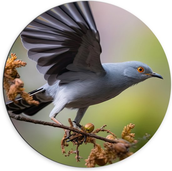 Dibond Muurcirkel - Koekoek vogel staat op tak met vleugels uitgeslagen - 70x70 cm Foto op Aluminium Muurcirkel (met ophangsysteem)
