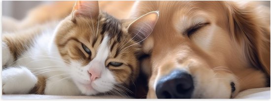 Poster (Mat) - Hond en kat liggen tegen elkaar aan te slapen - 60x20 cm Foto op Posterpapier met een Matte look