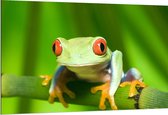Dibond - Groene kikker met rode ogen zit op stengel van een plant - 150x100 cm Foto op Aluminium (Wanddecoratie van metaal)