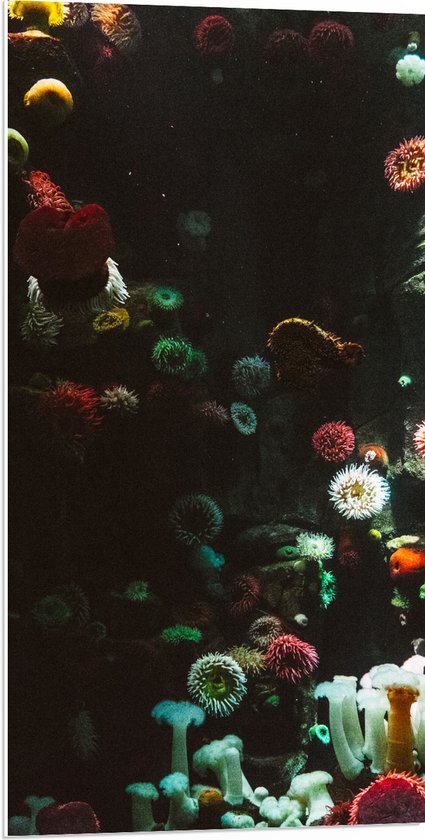 PVC Schuimplaat- Zee - Onderwaterleven - Koraal - Bloemdieren - 50x100 cm Foto op PVC Schuimplaat