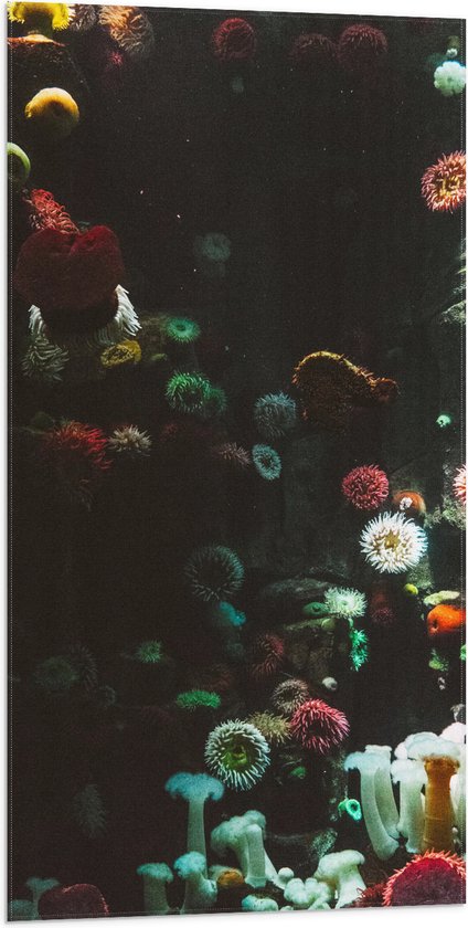 Vlag - Zee - Onderwaterleven - Koraal - Bloemdieren - 50x100 cm Foto op Polyester Vlag