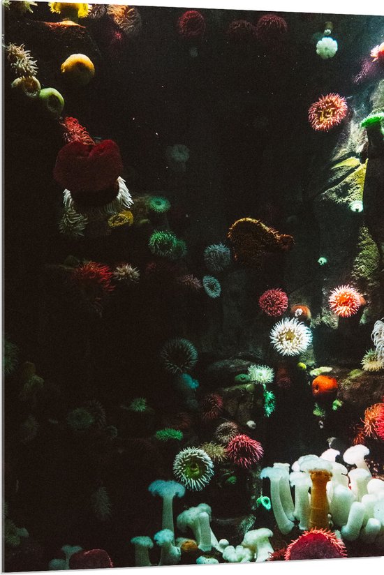 Acrylglas - Zee - Onderwaterleven - Koraal - Bloemdieren - 80x120 cm Foto op Acrylglas (Met Ophangsysteem)