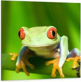 Dibond - Groene kikker met rode ogen zit op stengel van een plant - 100x100 cm Foto op Aluminium (Wanddecoratie van metaal)