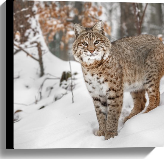 Canvas - Rode lynx staat in een bos in de sneeuw - 40x40 cm Foto op Canvas Schilderij (Wanddecoratie op Canvas)