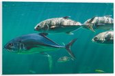 PVC Schuimplaat- Groep vissen zwemmen door de zee heen - 60x40 cm Foto op PVC Schuimplaat