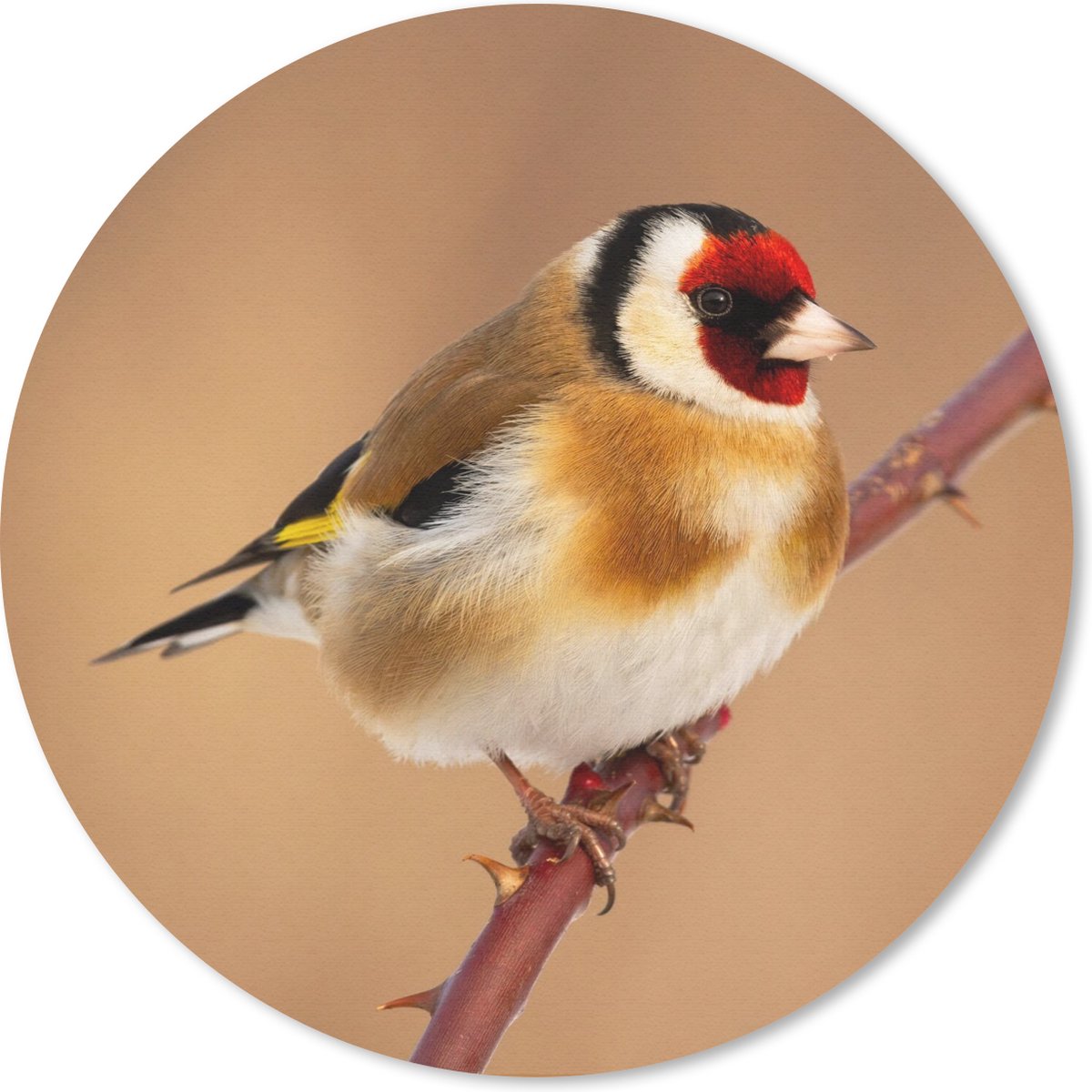 Muismat rond 50x50 cm - Mousepad Putter - Vogel - Dieren - Ronde muismatten