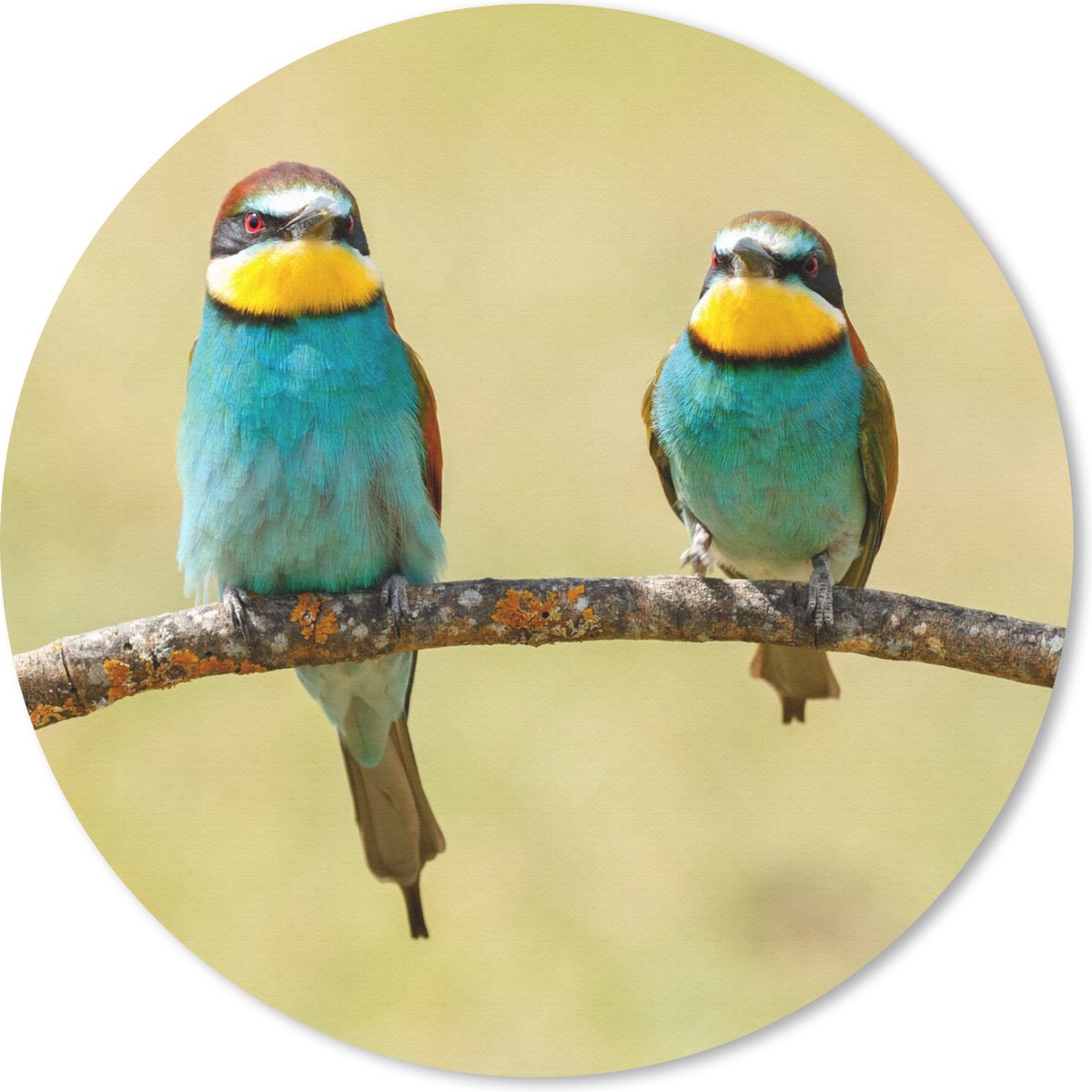 Muismat rond 40x40 cm - Mousepad Vogels - Dieren - Bijeneter - Ronde muismatten