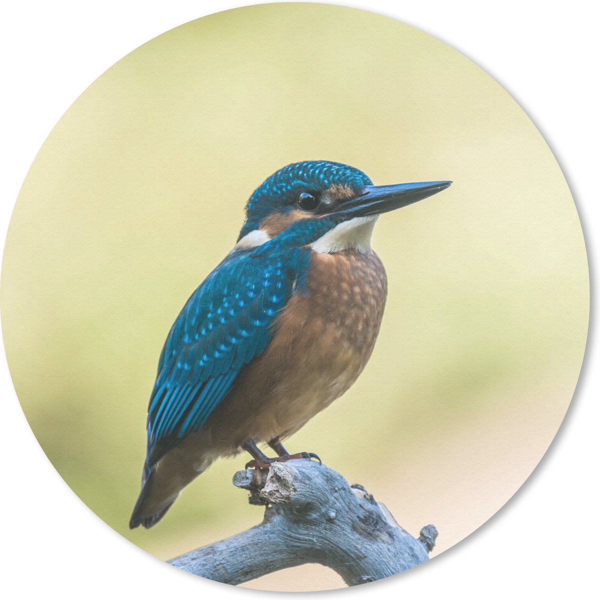 Muismat rond 20x20 cm - Mousepad IJsvogel - Tak - Vogel - Ronde muismatten