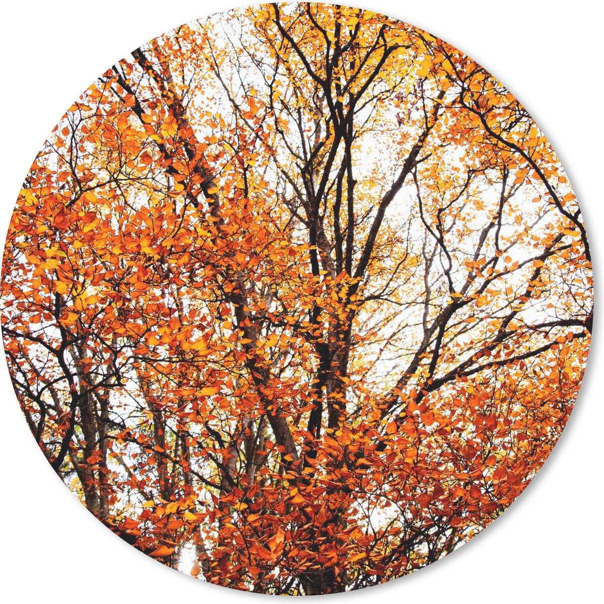 Muismat rond 20x20 cm - Mousepad Bos - Herfst - Seizoenen - Ronde muismatten