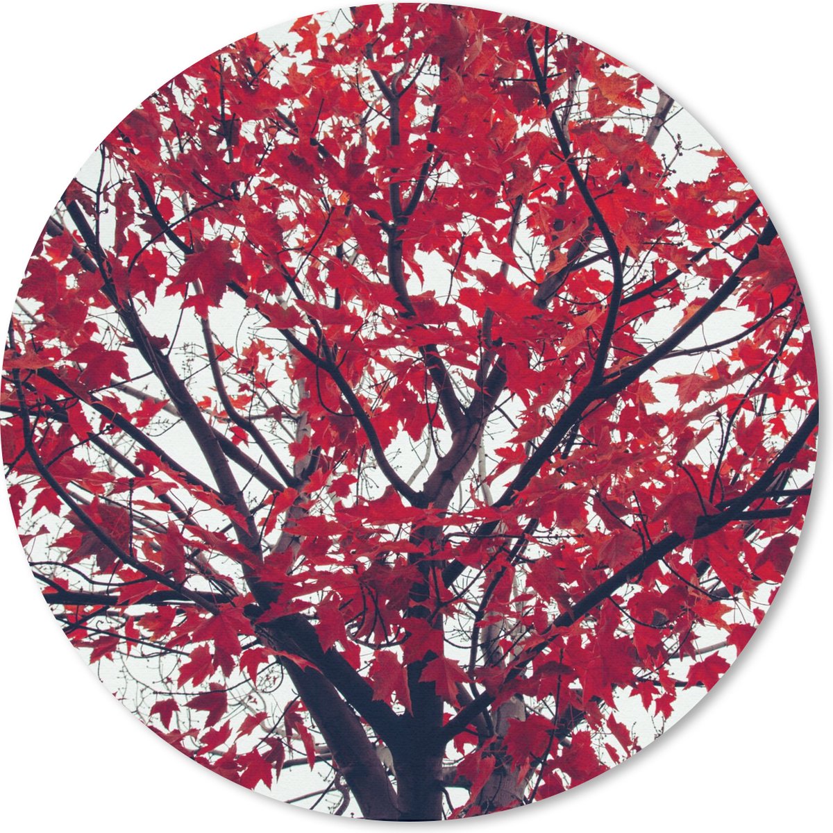 Muismat rond 30x30 cm - Mousepad Esdoorn - Bladeren - Herfst - Natuur - Ronde muismatten
