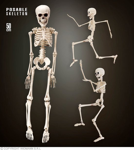 Squelette 50 cm | Taille unique