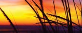 Beach Sunset Photo Wallcovering