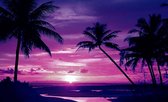 Beach Tropical Sunset Palms Photo Wallcovering