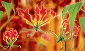 Papier peint photo Polaire | Fleurs | Orange | 368x254cm (lxh)