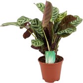 Plant in a Box - Ctenanthe 'gebedsplant' - Ctenanthe burle-marxii - Groen/paarse bladeren - Pot 14cm - Hoogte 30-40cm
