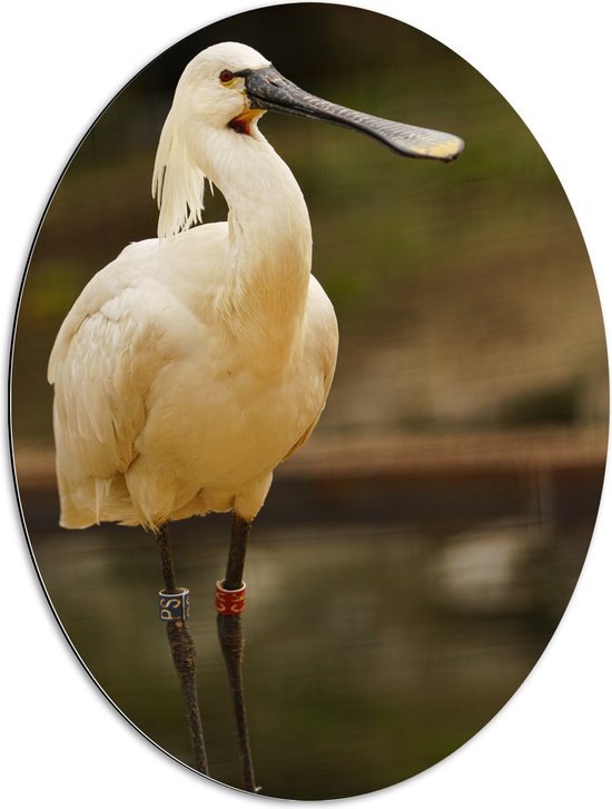 Dibond Ovaal - Grote Witte Lepelaar Vogel met Lange Zwarte Snavel - 60x80 cm Foto op Ovaal (Met Ophangsysteem)