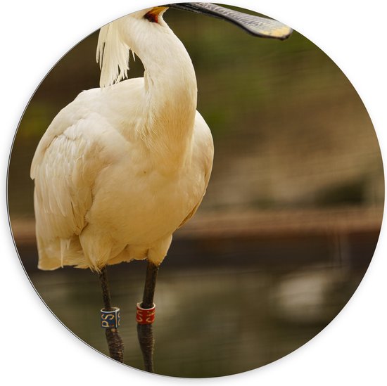 Dibond Muurcirkel - Grote Witte Lepelaar Vogel met Lange Zwarte Snavel - 100x100 cm Foto op Aluminium Muurcirkel (met ophangsysteem)