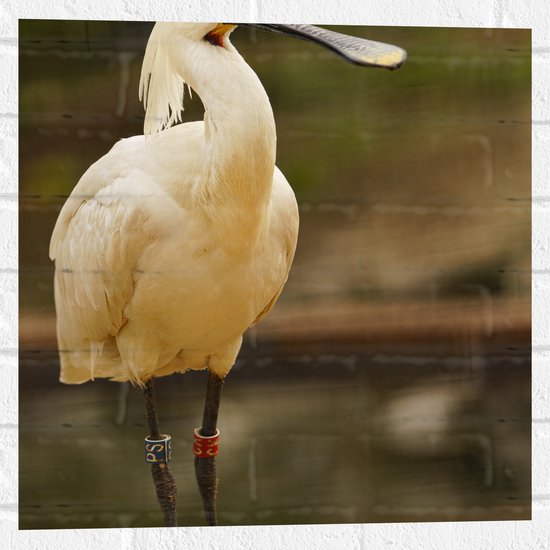 Muursticker - Grote Witte Lepelaar Vogel met Lange Zwarte Snavel - 50x50 cm Foto op Muursticker