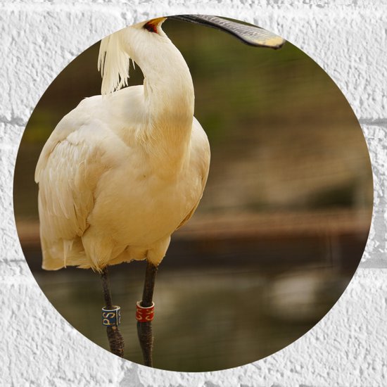 Muursticker Cirkel - Grote Witte Lepelaar Vogel met Lange Zwarte Snavel - 20x20 cm Foto op Muursticker